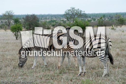 Zebra (11 von 28).jpg